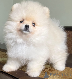 Фото №3. Очаровательные chiots Spitz nains (Poméraniens) cherchent un foyer aimant!.  Франция