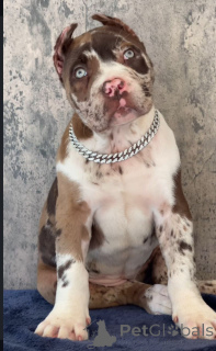 Фото №1. кане-корсо - купить в Нидеранвене за договорная. Объявление №155092