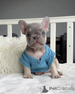 Фото №3. Wunderschöne Französische Bulldoggen-Welpen suchen einliebevolles neues Zuhause.  Германия