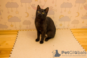 Дополнительные фото: Чудесная черная кошечка котенок Чарли ищет дом и любящую семью!