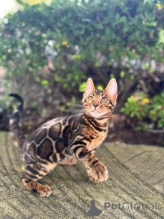 Фото №1. бенгальская - купить в Монтре за 69575₽. Объявление №152665