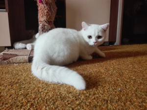 Фото №3. Шикарный белый британский котик. С документами.. Россия