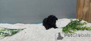 Фото №3. Продал. Спасибо за интерес. Пожалуйста, свяжитесь с WhatsApp Business по.  Финляндия