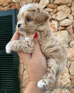 Фото №3. Тео доказывает, что любовь идеально помещается в четырех крошечных лапках.  Нидерланды