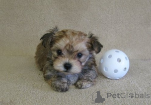 Фото №1.  - купить в Казахстан за договорная. Объявление №162853