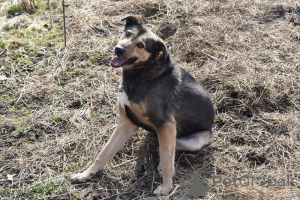 Фото №3. Собака Бара ждёт любящих хозяев..  Россия