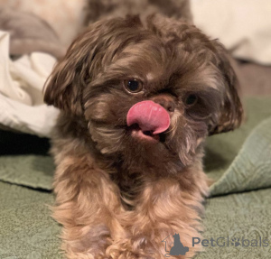 Фото №2 к объявлению №142824 о продаже ши-тцу - купить в Германии частное объявление