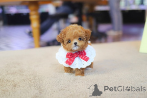 Фото №3. Щенки чайного пуделя на усыновление и переселение.whatsapp1 (728) 217-5659.  Хорватия