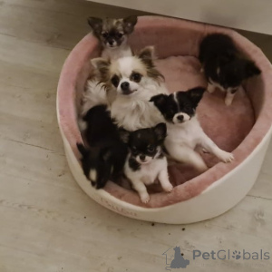 Фото №2 к объявлению №146087 о продаже беспородную - купить в Германии частное объявление