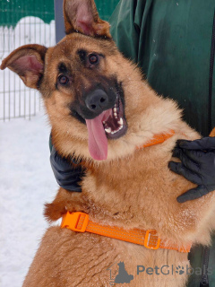 Фото №4. Продажа беспородную в Москве реке частное объявление - цена Бесплатно