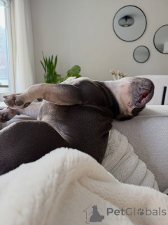 Фото №4. Продажа французского бульдога в Бердорф частное объявление - цена договорная