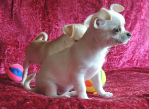 Дополнительные фото: Предлагаются на продажу короткошерстные щенки чихуахуа