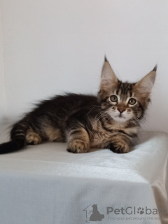 Фото №3. Крутая девочка главный кун. Польша