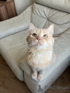 Фото №4. Продам  в Минске  - цена Бесплатно