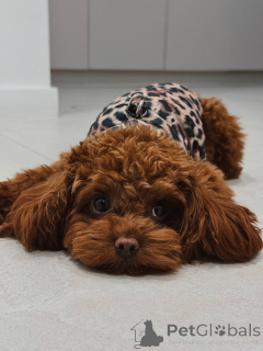 Фото №2 к объявлению №159965 о продаже пуделя (той) - купить в Великобритании частное объявление