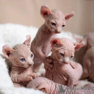 Фото №1. сфинкс - купить в Берлине за договорная. Объявление №164187