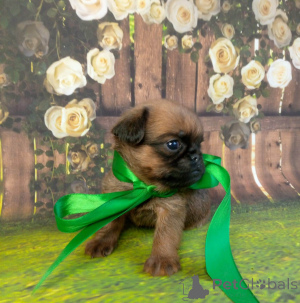 Фото №2 к объявлению №139048 о продаже пти-брабансона - купить в России 