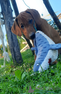 Фото №4. Продажа родезийского риджбека в Кракове заводчик - цена 204088₽