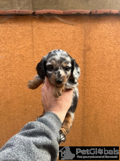 Фото №3. Длинные мини-щенки.  Сербия