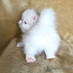 Фото №3. Перзише котята те кооп. Бельгия