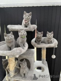 Фото №1. британская короткошёрстная - купить в Зельзат за Бесплатно. Объявление №154171