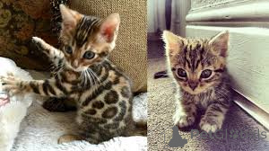 Фото №3. Бенгальские котят. Германия