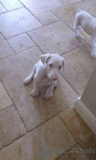 Фото №1. доберман - купить в Überlingen за 35251₽. Объявление №166180