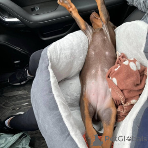 Фото №3. Nuttede dobermann hvalpe søger et kærligt hjem for altid.  Дания