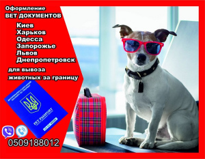 Фото №1 Услуга ветеринара в Киеве. Цена договорная. Объявление №5052