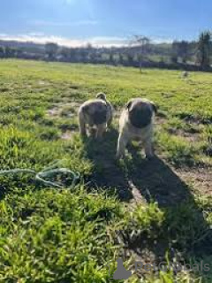 Фото №3. Продаются красивые щенки мопса..  Великобритания