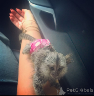 Фото №2 к объявлению №161909 о продаже  - купить в США 