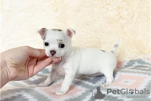 Дополнительные фото: Adorable Chihuahua Puppies for free adoption