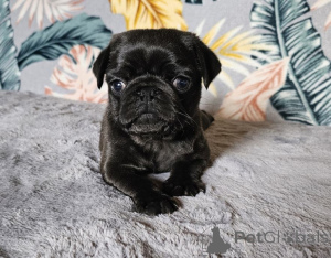 Фото №1.  - купить в Эмден за 23192₽. Объявление №167676