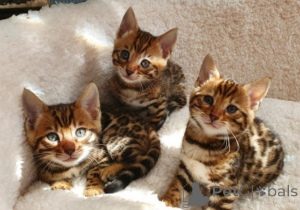 Фото №1. бенгальская - купить в Хамад Таун за договорная. Объявление №158767