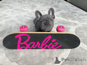 Фото №2 к объявлению №164606 о продаже  - купить в Канаде 