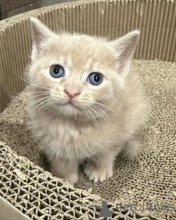 Фото №3. Домашняя кошка доступна для усыновления. Германия