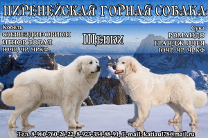 Фото №1. пиренейская горная собака - купить в Красноярске за договорная. Объявление №3893
