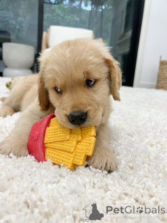 Фото №2 к объявлению №158048 о продаже золотистого ретривера - купить в Германии заводчик