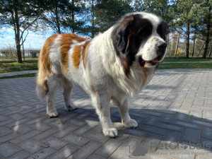 Дополнительные фото: Московская сторожевая собака с родословной - щенки