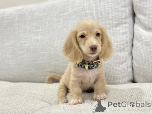 Фото №1. такса - купить в Колоне за договорная. Объявление №163656