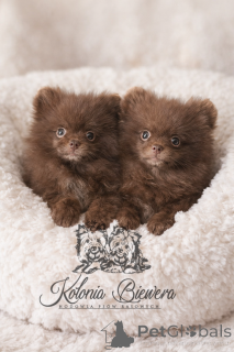 Фото №1. померанский шпиц - купить в Лодке за договорная. Объявление №164238