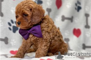 Фото №3. Beautiful Cavapoo Puppies For free adoption.  Германия