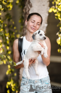 Фото №3. Щенок-мальчик Пятнышко ищет дом.  Россия