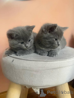 Фото №2 к объявлению №158803 о продаже шартрез - купить в Германии частное объявление