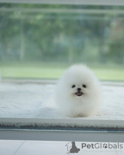 Фото №2 к объявлению №154954 о продаже померанского шпица - купить в Германии заводчик