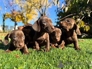 Фото №1. такса - купить в Романо-ди-Ломбардия за договорная. Объявление №160829