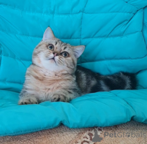 Фото №4. Продам шотландскую (скоттиш страйт) в Тамбове заводчик - цена 45000₽