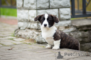 Фото №2 к объявлению №155620 о продаже вельш-корги - купить в России из питомника