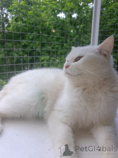 Фото №4. Продам  в Москве реке частное объявление - цена Бесплатно