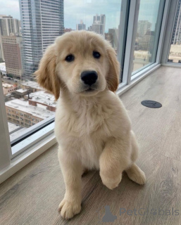 Фото №2 к объявлению №142829 о продаже золотистого ретривера - купить в Германии заводчик